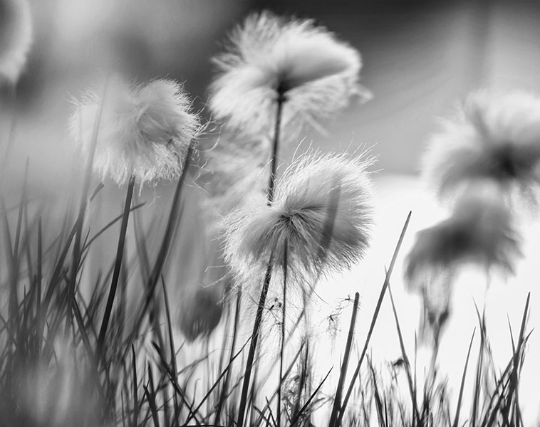 soffioni-bw-sect-4-758px